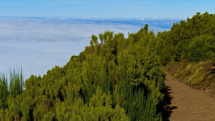 The PR1 trail above the clouds in Madeira
