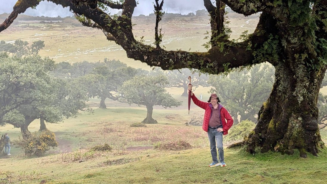 A centuries-old tis tree in Fanal forest with a traveller standing under its branches