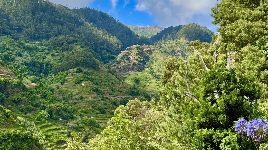 Green Madeiran valley with terraces and agapanthus flowers — scenery along the island's hiking trails